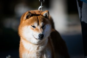 Czerwona shiba, pieseł liseł