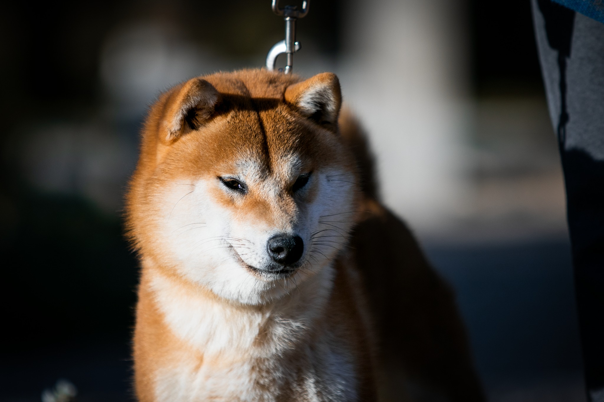 czerwona shiba