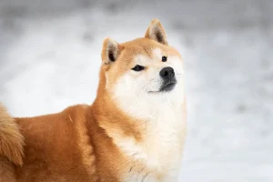 Czerwona shiba, pieseł liseł