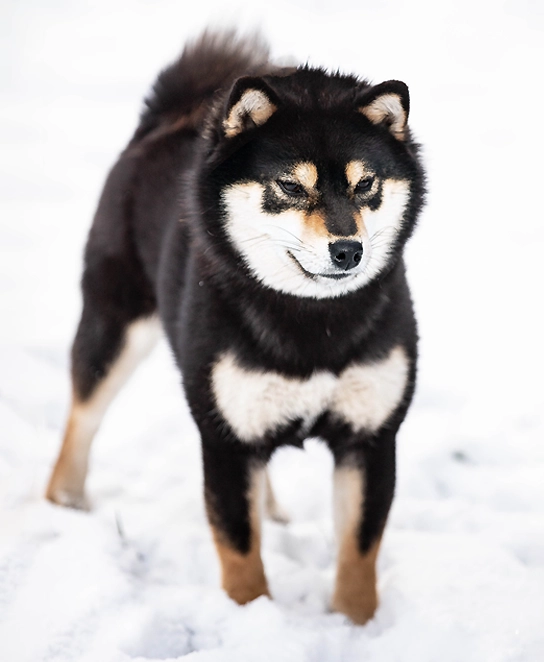 shiba inu czarna podpalana black and tan