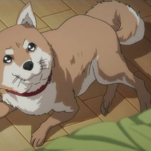 Shiba Inu w anime oraz grach