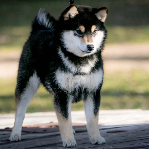 Czarna Podpalana shiba, władca mroku