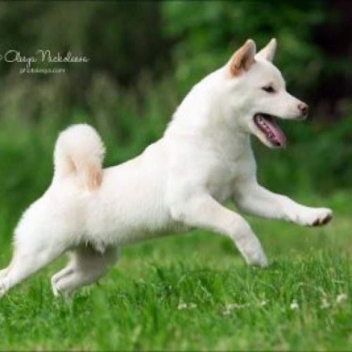 Kremowa shiba, biała shiba…
