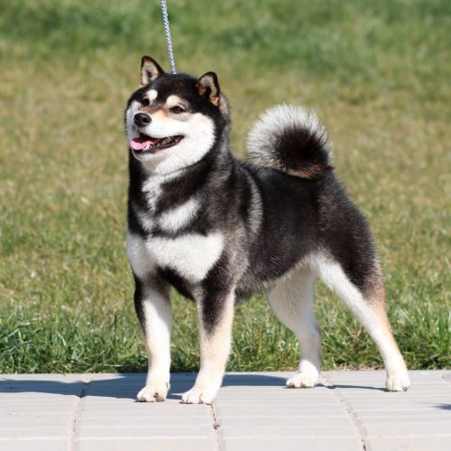 Junko Kuro Bezdrevská perla