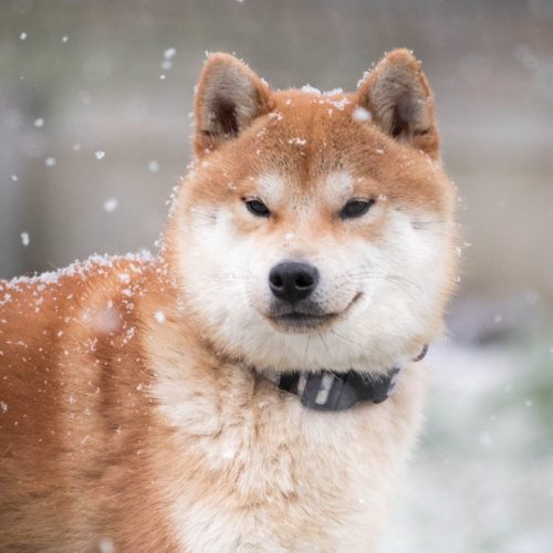 Sakiro <3