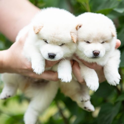 Kremowa shiba, biała shiba…