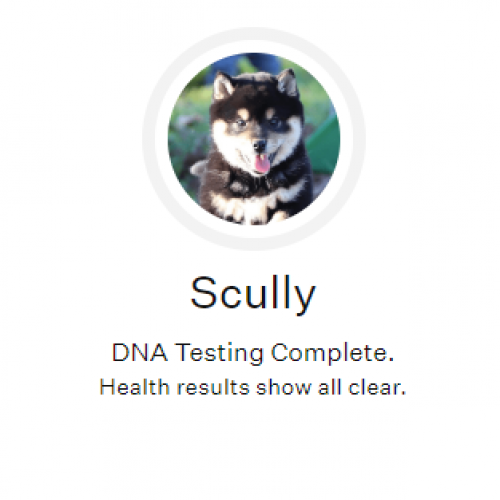 Scully w systemie MY DOG DNA