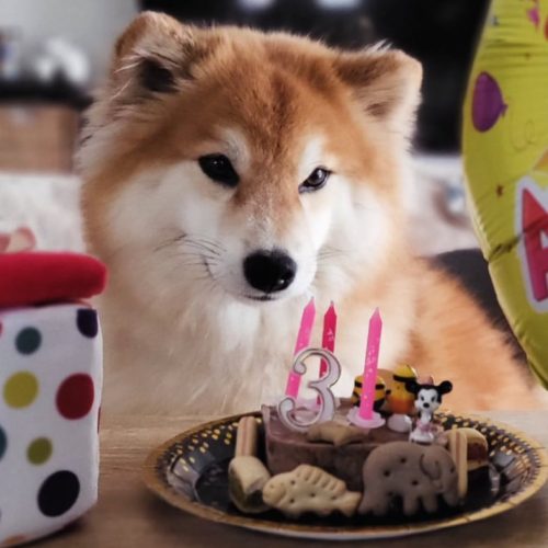 Długowłosa, puchata shiba czyli lew w ciele psa