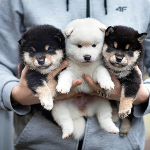 Ile kosztuje szczeniak Shiba Inu?