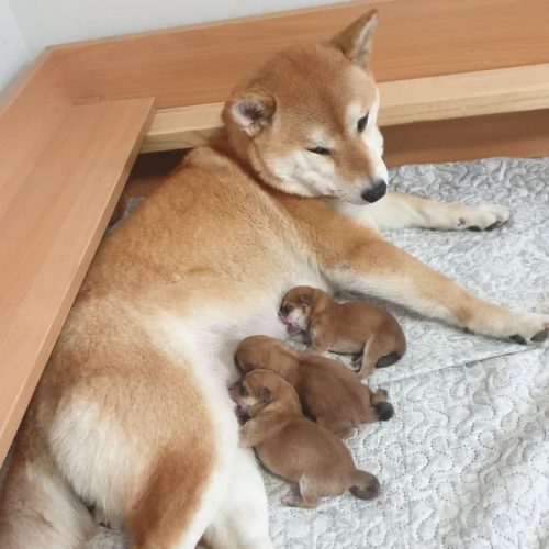 New litter