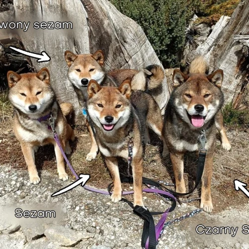Sezamowa shiba, mały wilk