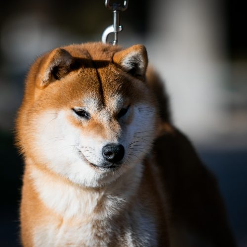 Czerwona shiba, pieseł liseł