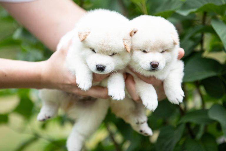 biała shiba kremowa