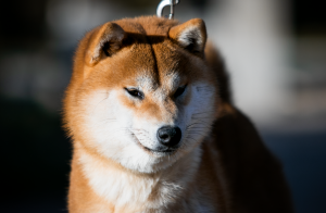 Sakiro