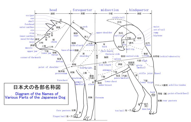 Nihon Ken Hozonkai wzorzec