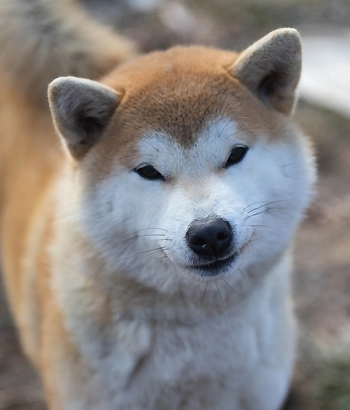 mikazuki shiba inu czerwona ruda skośne oczy