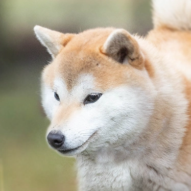 Shiba czerwona ruda jasne policzki słodka ładna