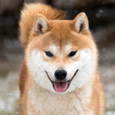 sakiro ruda czerwona shiba