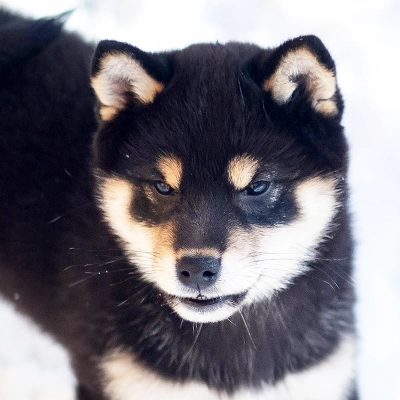 black tan shiba czarna podpalana