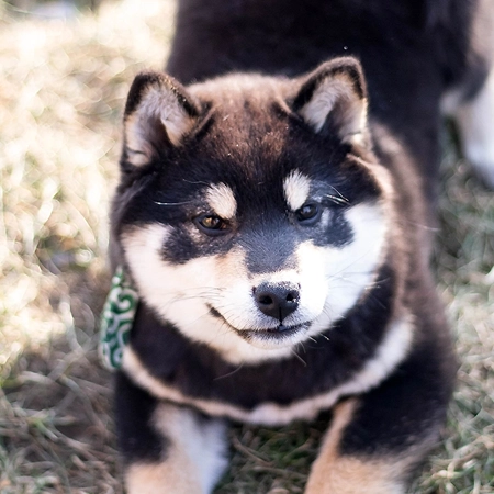 black tan czarna podpalana shiba