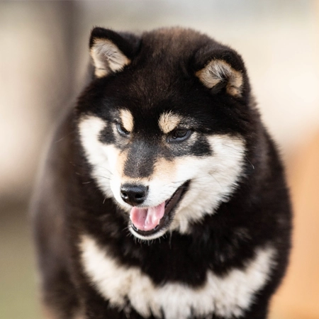 shiba czarna podpalana black tan and czarny podpalany