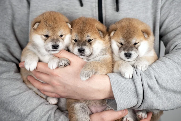 shiba szczeniak szczeniaczek czerwony słodki