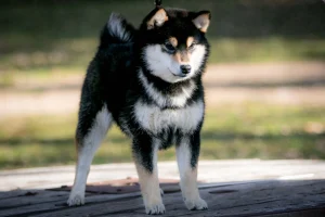 Czarna Podpalana shiba, władca mroku