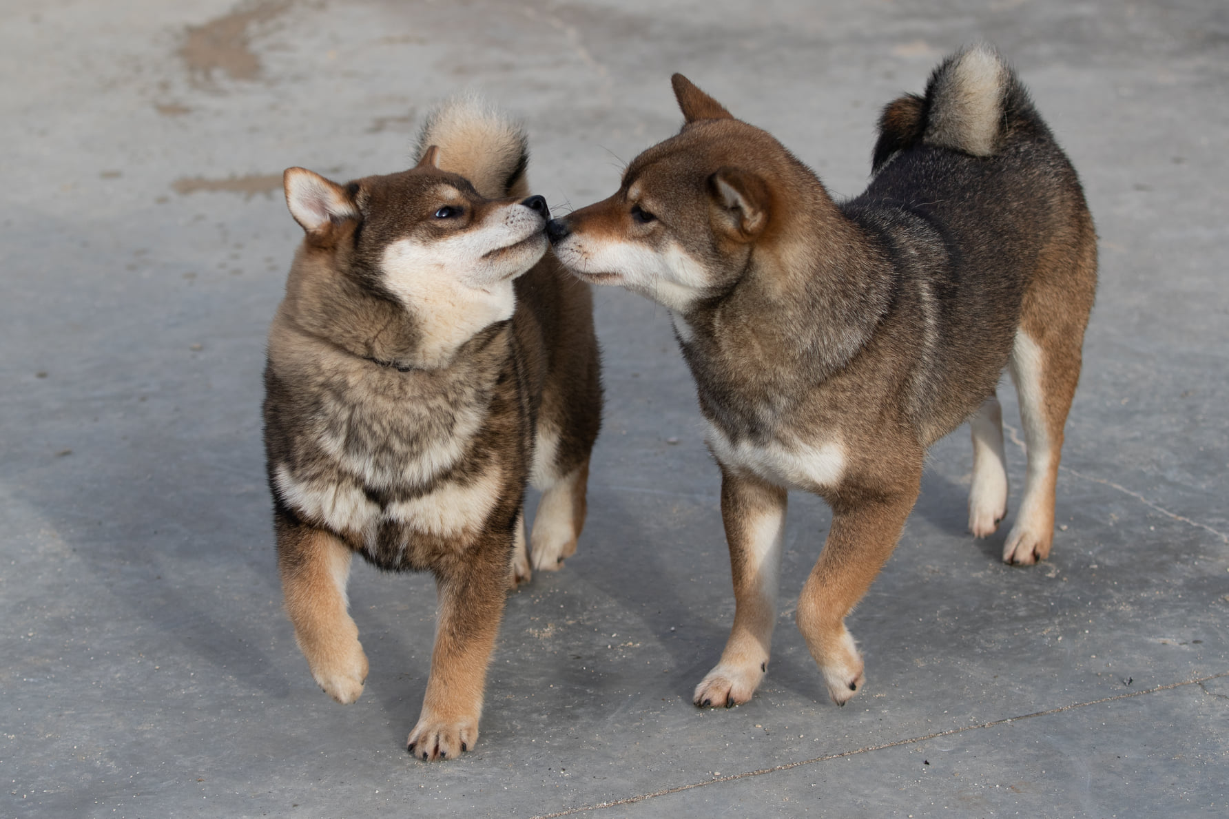 Shouzou & Robine