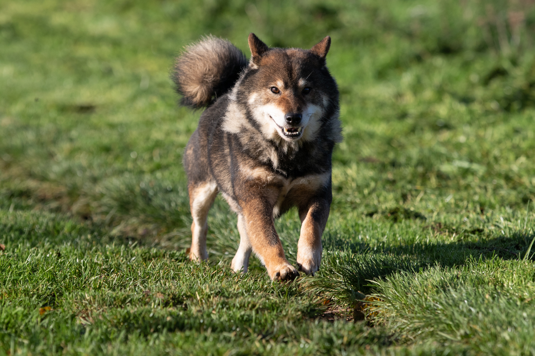 Sparow (dalsza rodzina Vulpixa)