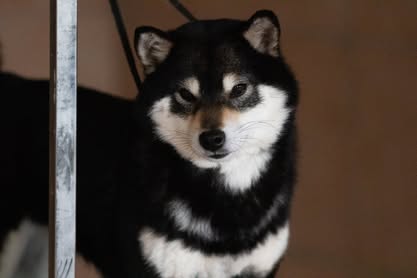 Koji (babcia Scully)