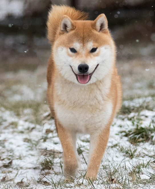 🇫🇷Sakiro
