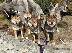 Sezamowa shiba, mały wilk