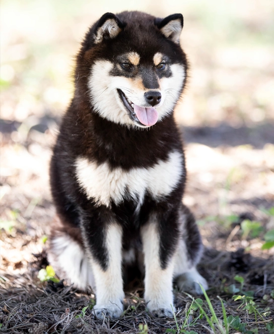 czarna podpalana shiba karakusa szczeniaki