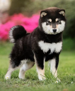 czarna podpalana shiba black tan szczeniaki