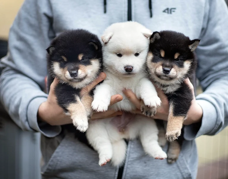 ile kosztuje szczeniak shiba