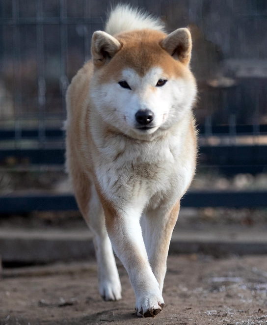 czerwona shiba ruda