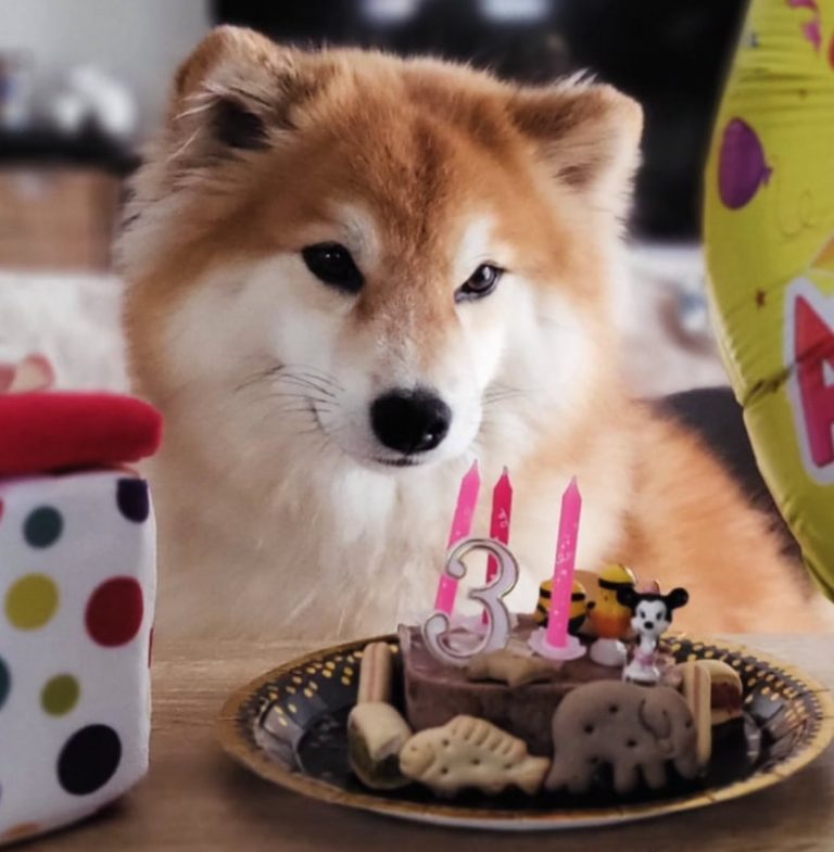 długowłosa shiba puchata futrzasta