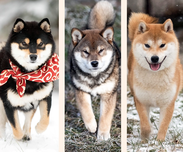 umaszczenia shiby shiba inu czarne sezamowe czerwone