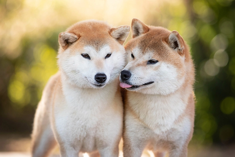 szczeniaczki czerwone hodowla shiba inu