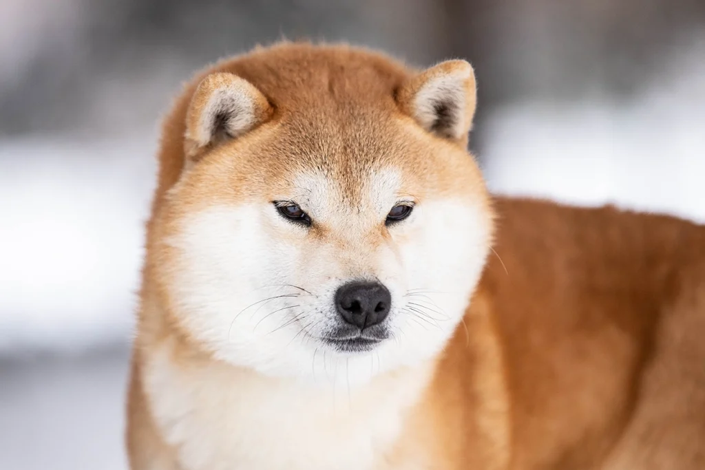 ruda shiba czerwona reproduktor