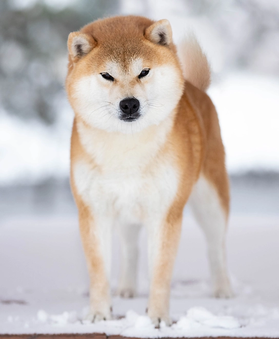 shiba inu reproduktor czerwony rudy