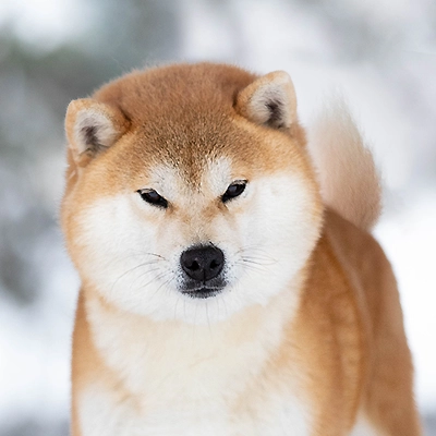 sakiro shiba inu czerwona ruda beżowa