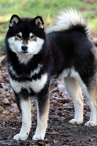 czarna podpalana shiba black and tan czarny