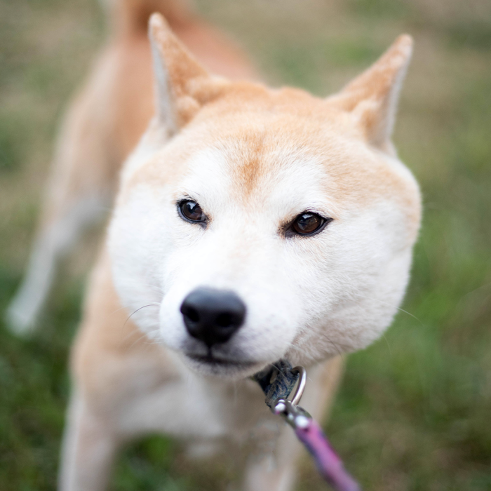 shiba charakter uparta rasa