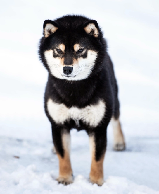 czarna podpalana shiba black and tan