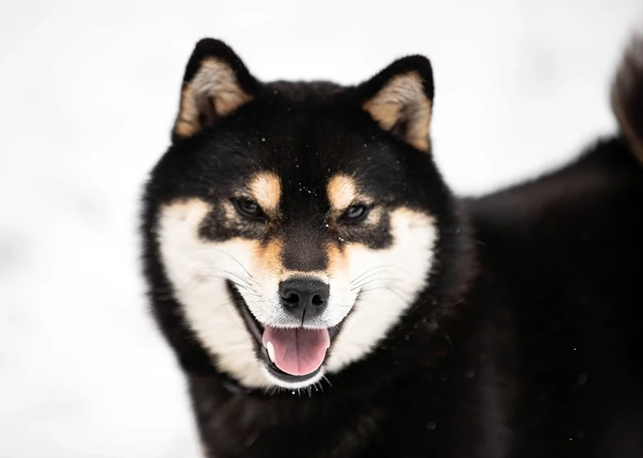 czarna podpalana shiba black and tan