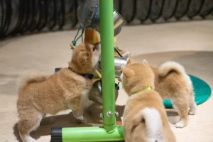 Jak wybrać hodowlę ZKwP?