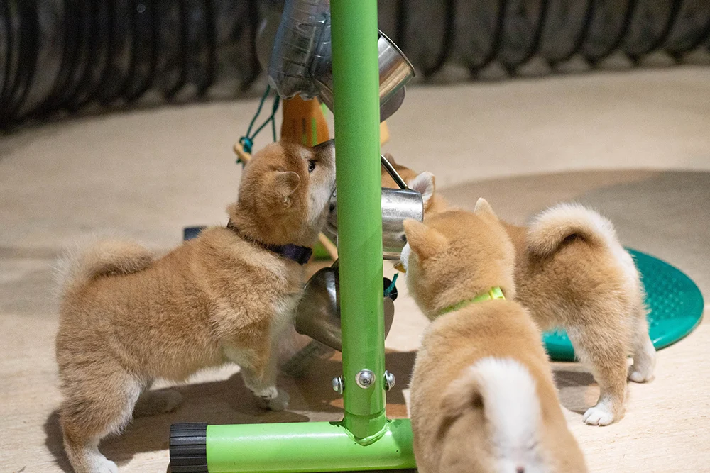 hodowla shiba inu socjalizacja na co zwracać uwagę jak wybrać