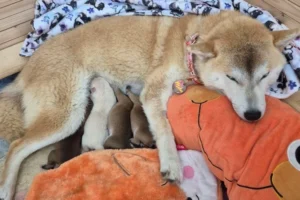 Hodowla Shiba Inu- jak ją wybrać?