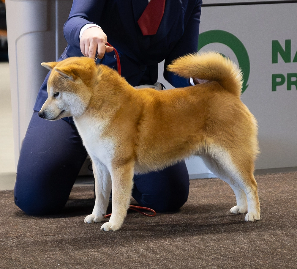 hodowla shiba sakiro champion polski